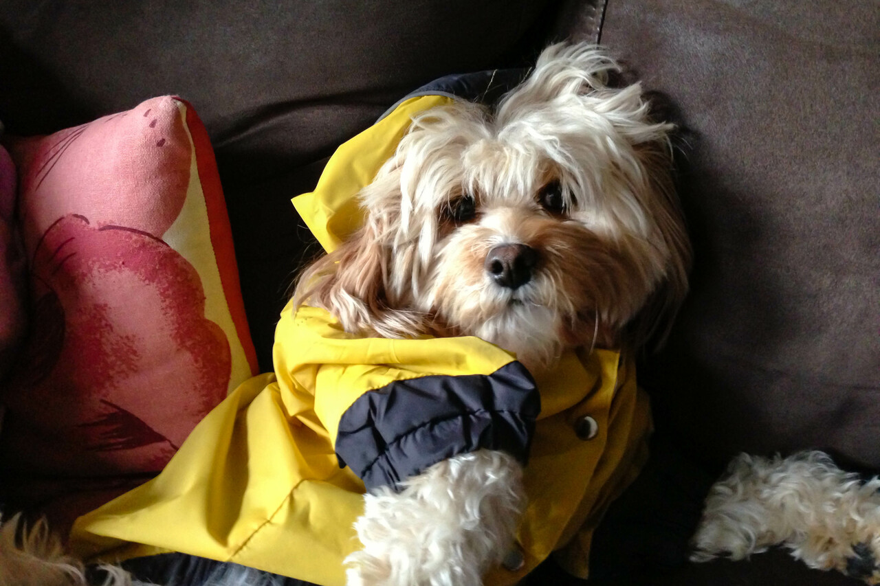 Perrito vestido con rompevientos para cuidarse de la lluvia